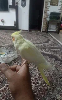 عروس پاریس