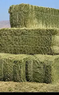 یونجه