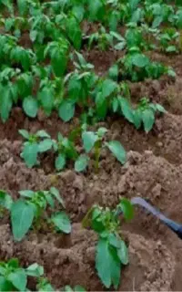 اجرا وتکمیل طرح های آبیاری باغچه ای منزل خانه باغ