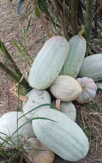 کدو