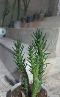 حراج گل کاکتوس سلنتیریکا