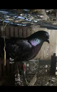 کبوتر ماده مگسی