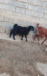 بزغاله سیاه