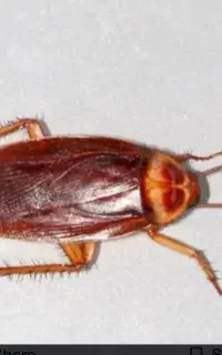 سمپاشی تضمینی ارامش