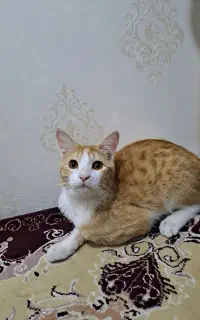 گربه رایگان