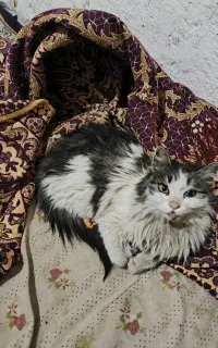 گربه نژاد دار