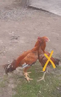 خروس