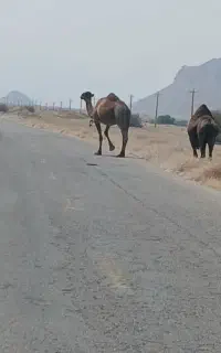 راننده پایه یک هستم
