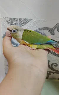 جوجه گرینچک خوشگل  دستی لطفا تماس بگیرد