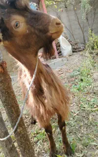 کره