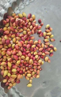 فروش پسته نوبرانه