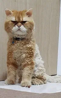 پرشین سلکیرک رکس