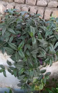 گل های زینتی و پر