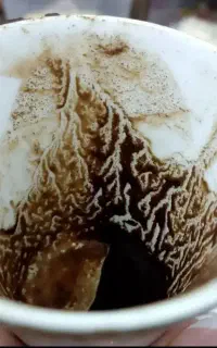 فال تاروت و قهوه تنها 99 فقط روبیکا تماس  نیستم