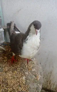 کبوتر با جوجه