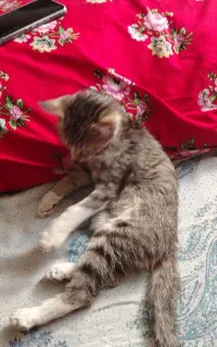 واگذاری گربه