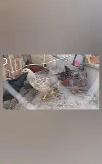 جوجه مرغ ۷ماهه