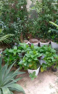 فروش گیاهان فضای سبز مجتمع های مسکونی و ویلایی