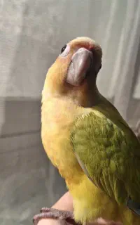 طوطی گرینچیک زرد (سانچیک)