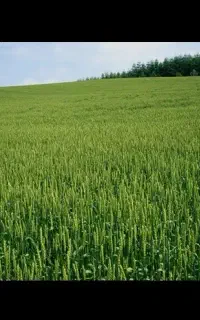 محصولات ارگانیک کشاورزی