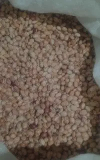 لوبیا