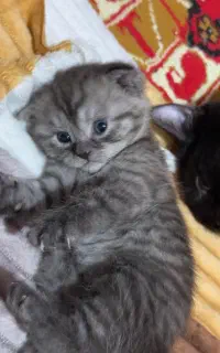 بچه گربه بریتیش خوشگل