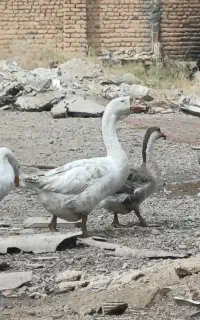 غوغاز