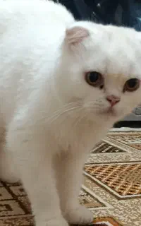 واگذاری گربه های دوست داشتنی