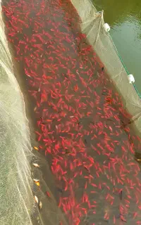 ماهی قرمز مناسب پرورش و خوراک