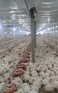 برای کارگر خانواده برای  کار در مرغداری