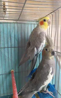 نر ماده 2500