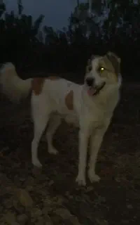 توله سگ