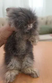 خرگوش لوپ