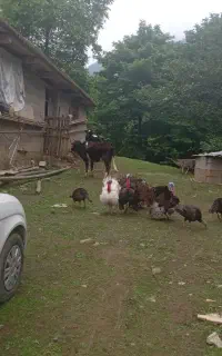 تخم بقلمون تازه و نطفه دار برنز