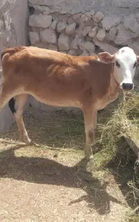 گوساله دورگ سیمینتال