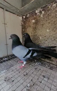کبوتر سبز بازیکن