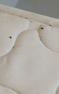 سمپاشی ساس سوسک کنه مرغی مورچه موش تضمینی