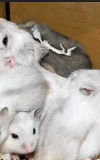 همستر نژاد وینتر سفید. طوسی.کرمی طلایی