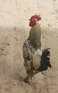 مرغ و خروس