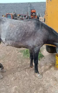 اسب نریان 5ساله