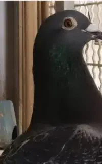 جوجه پلاکی