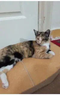 گربه ماده هفت ماهه