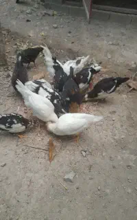 واگذارئ