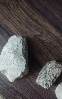 فسیل