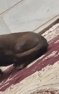 سگ گمشده