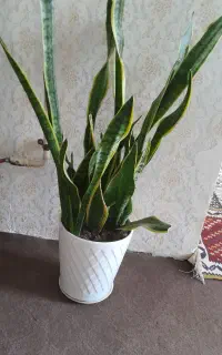گلدان