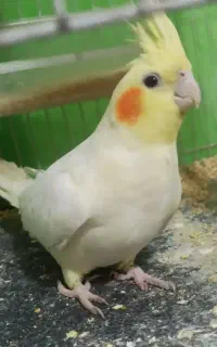 عروس هلندی خوشگل و زیبا مفته مفت