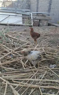 خروس رسمی