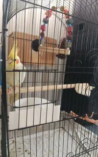 عروس نر سخنگو