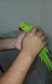 ملنگو جوجه نر